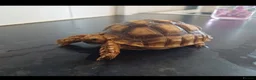 Tortoise reptiles for sale: Male tortoise - Advert 7