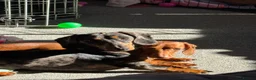 Miniature Dachshund dogs for sale: Male and female miniature dachshund  in Bedworth - Advert 10