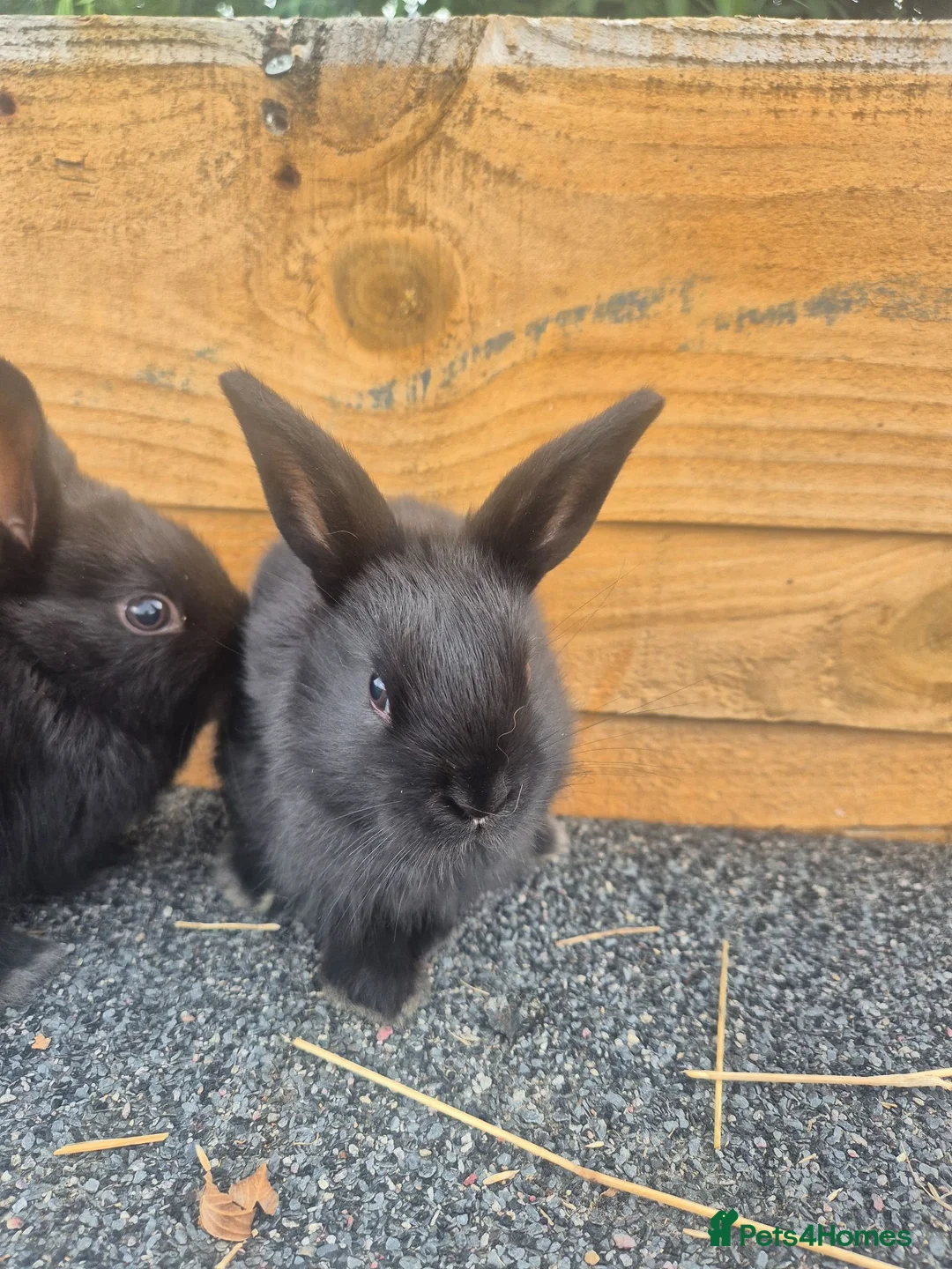 Mixed Breed rabbits for sale: Mixed breed baby rabbits - Advert 3