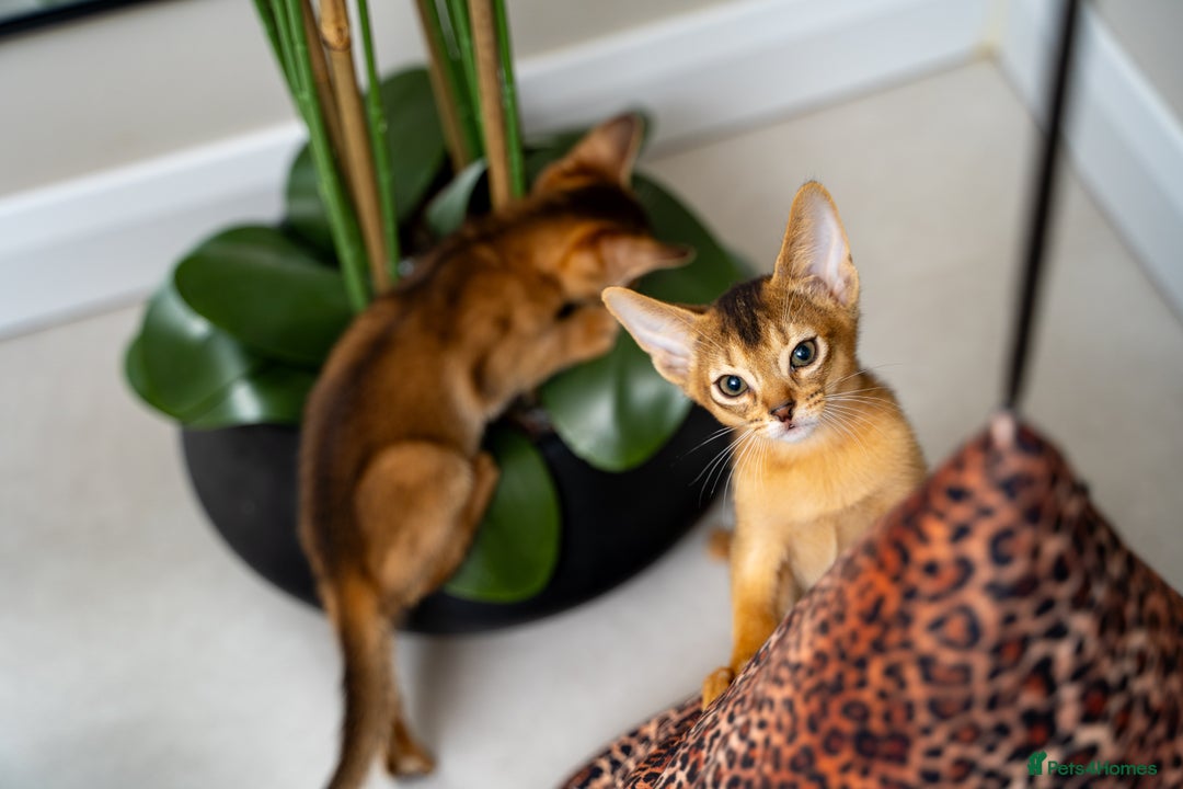 Abyssinian cats for sale: Elegant Abyssinian Kittens Champion Lines 🏆 🥇  - Image 22