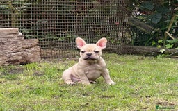 French Bulldog dogs for sale: French Bulldog puppies 3 girls and 3 boys - Image 17