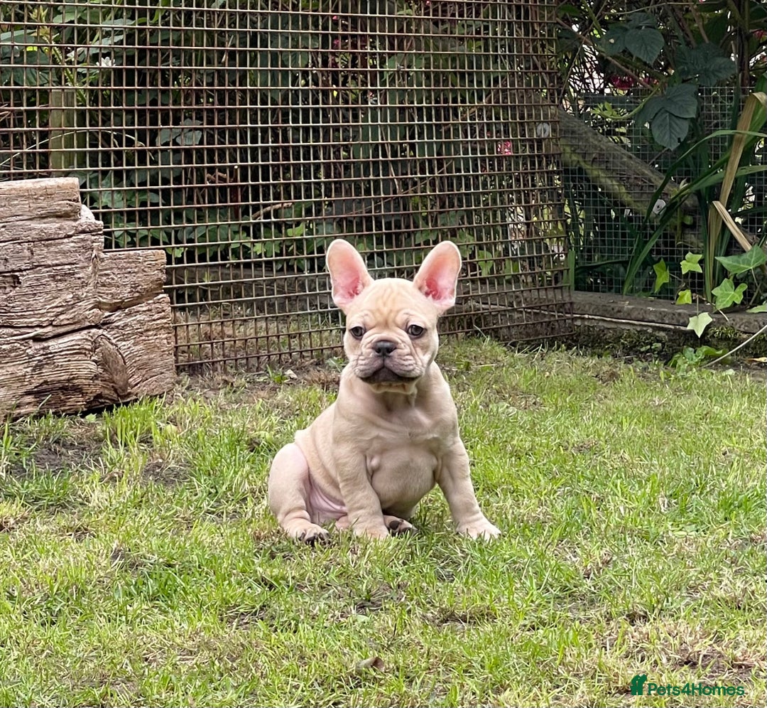French Bulldog dogs for sale: French Bulldog puppies 3 girls and 3 boys - Image 17