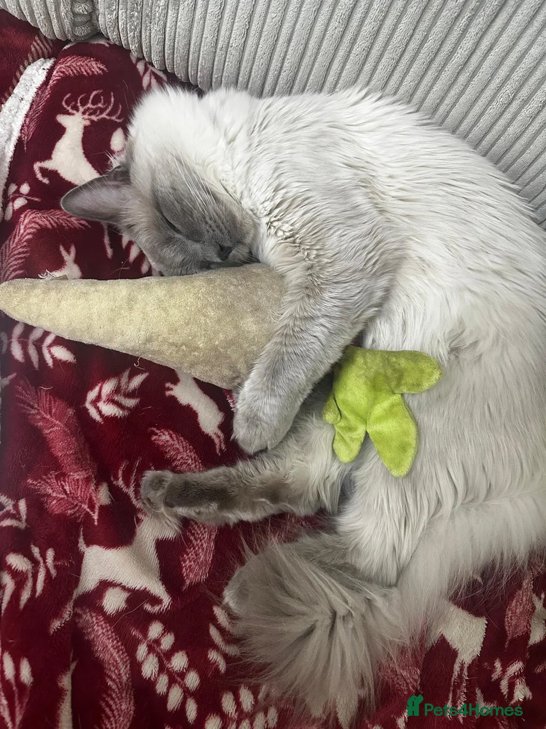 Ragdoll cats for sale: Adorable and friendly Ragdoll Kittens - Advert 40