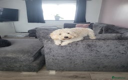 Cavapoo dogs for sale: Beautiful cavapoo - Image 5