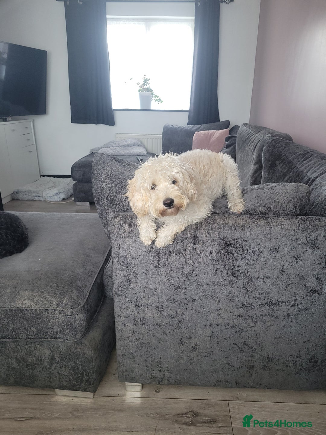 Cavapoo dogs for sale: Beautiful cavapoo - Image 5