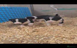 Border Collie dogs for sale: ISDS Registered Border Collie Puppies - Image 5