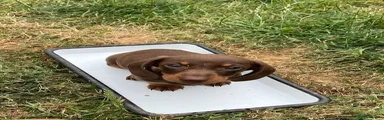 Miniature Dachshund 4