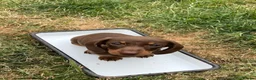 Miniature Dachshund dogs for sale: Minature smooth haired pups from pedigree parents - Advert 9