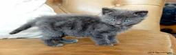 Mixed Breed cats for sale: Gorgeous Rag Doll/Maine Coon/Russian Blue X - Advert 6