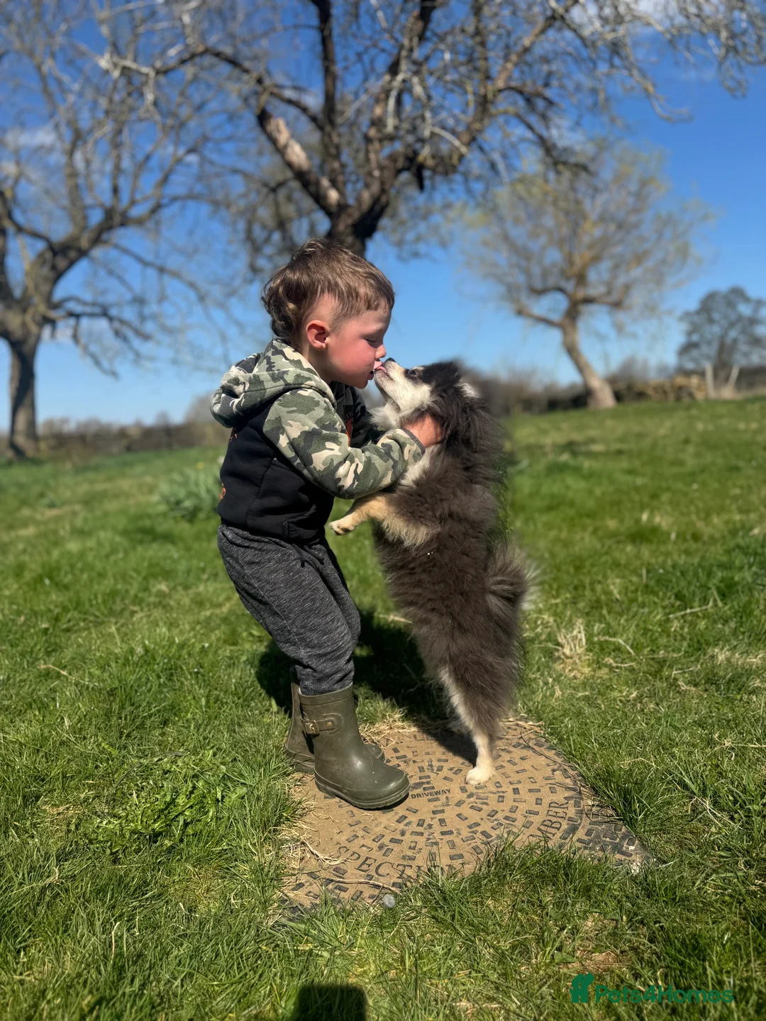 Pomeranian dogs for stud: Stunning KC Reg blue and tan Pom at Stud  in Ripon - Advert 7