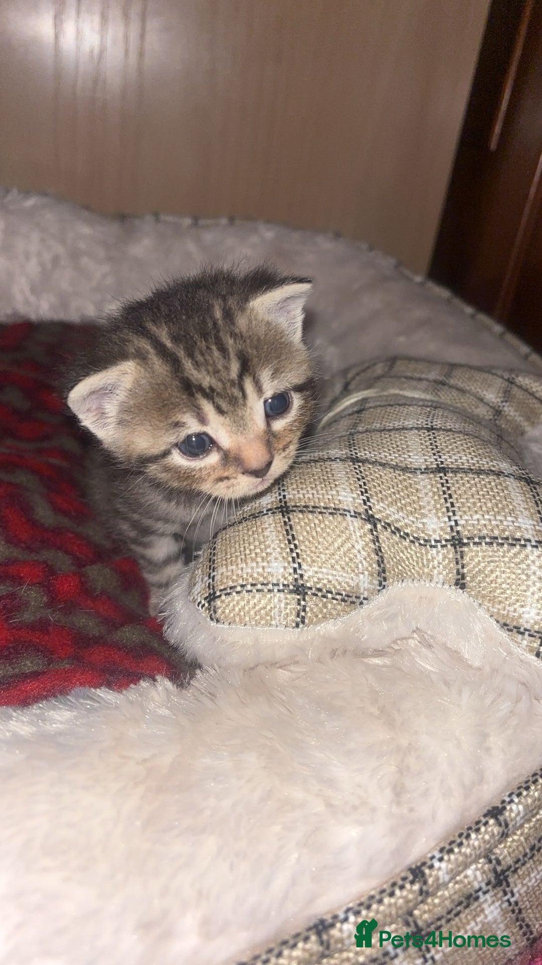 British Shorthair cats for sale: Playful kittens 🐱 - Advert 2