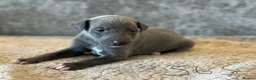 Whippet dogs for sale: KC REGISTERED BLUE SHOW TYPE WHIPPETS - Advert 23