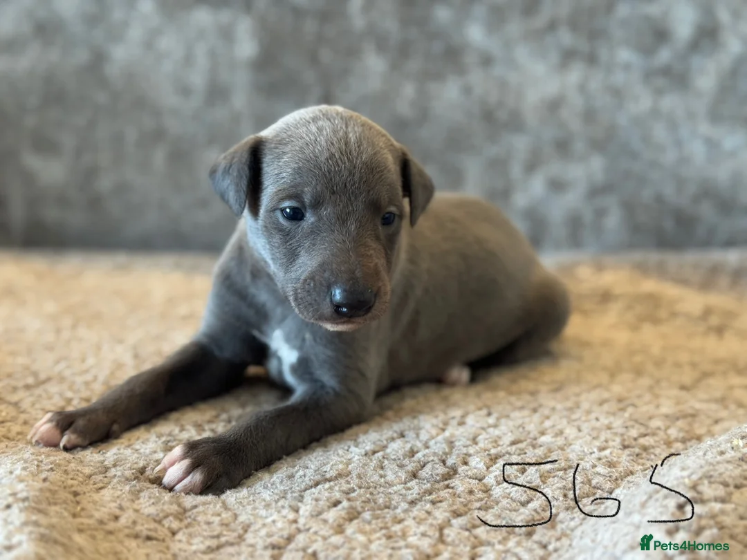 Whippet dogs for sale: KC REGISTERED BLUE SHOW TYPE WHIPPETS - Advert 23