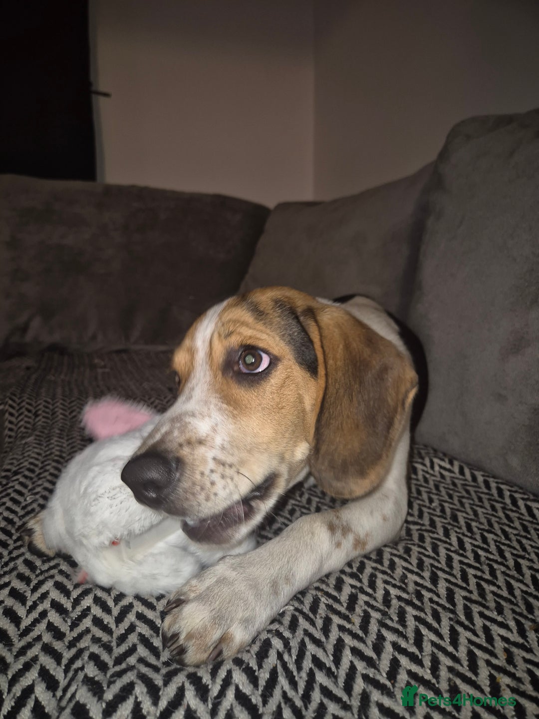 Beagle dogs for sale: Beagle  - Advert 5