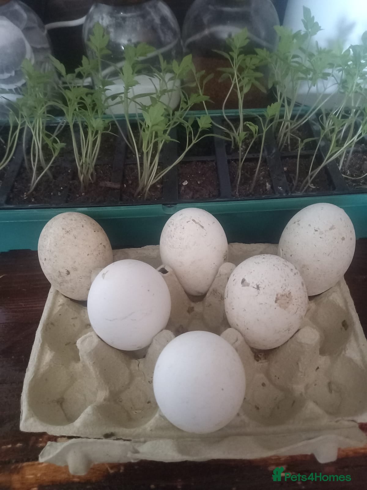 Waterfowl poultry Hatching eggs for sale - Advert 1