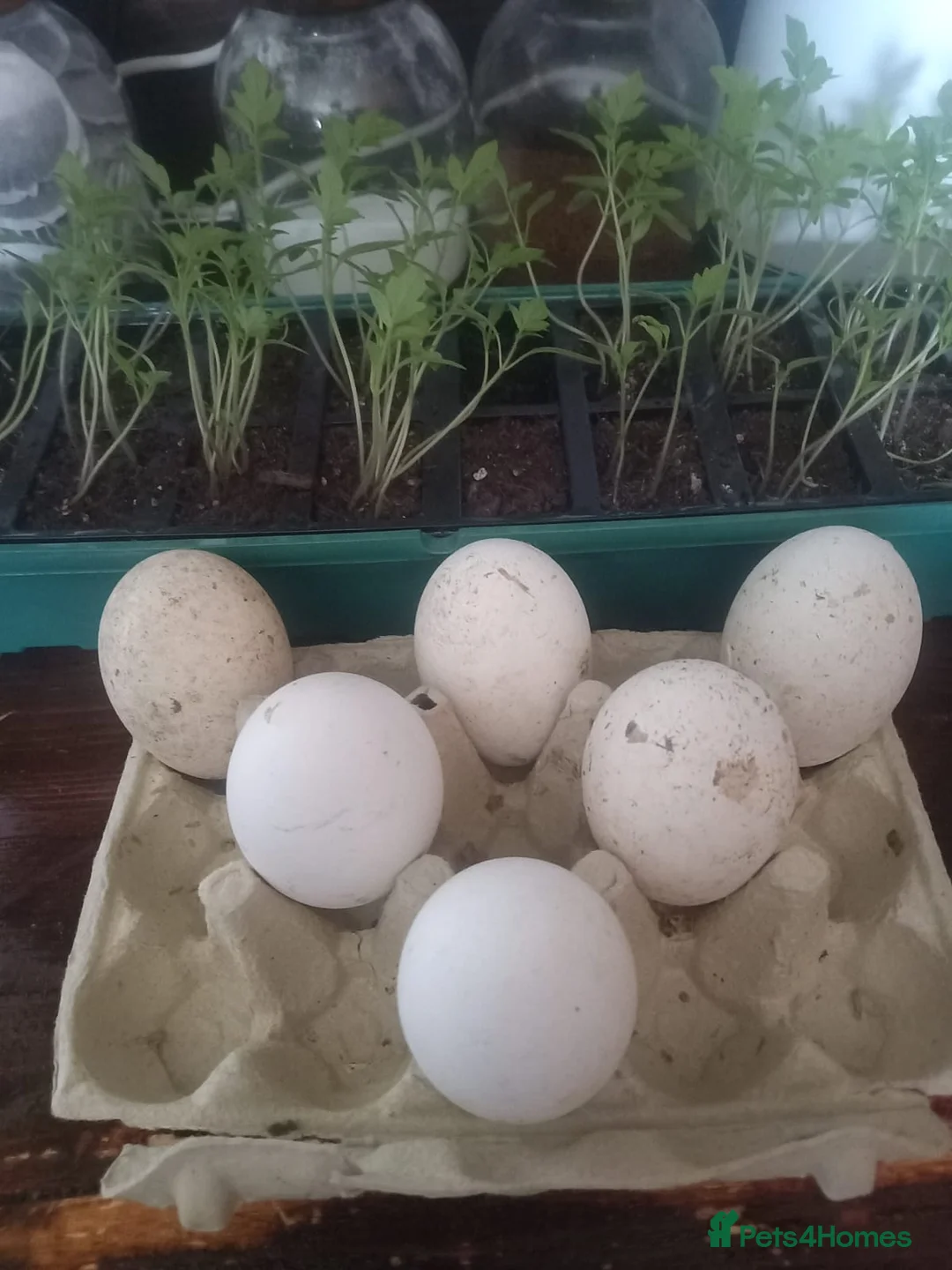 Waterfowl poultry for sale: Hatching eggs for sale - Advert 1