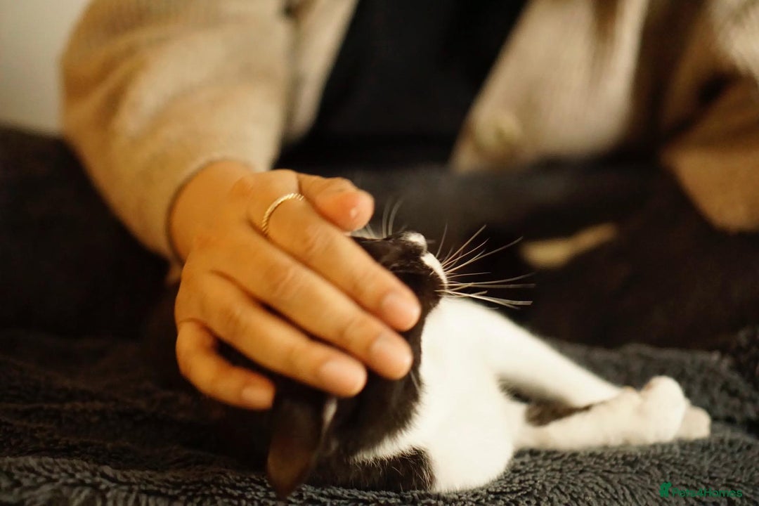 Mixed Breed cats for adoption: DAISY - SOFT GENTLE SPAYED KITTEN USED TO DOG - Advert 5