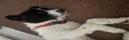 Mixed Breed dogs for adoption: Lovely Lia in Hereford - Advert 3