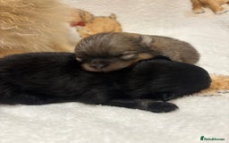 Pomeranian dogs for sale: Pure breed Pomeranians - Advert 6