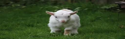Goats livestock for sale: Pygmy Goat Club registered goats  - Advert 2