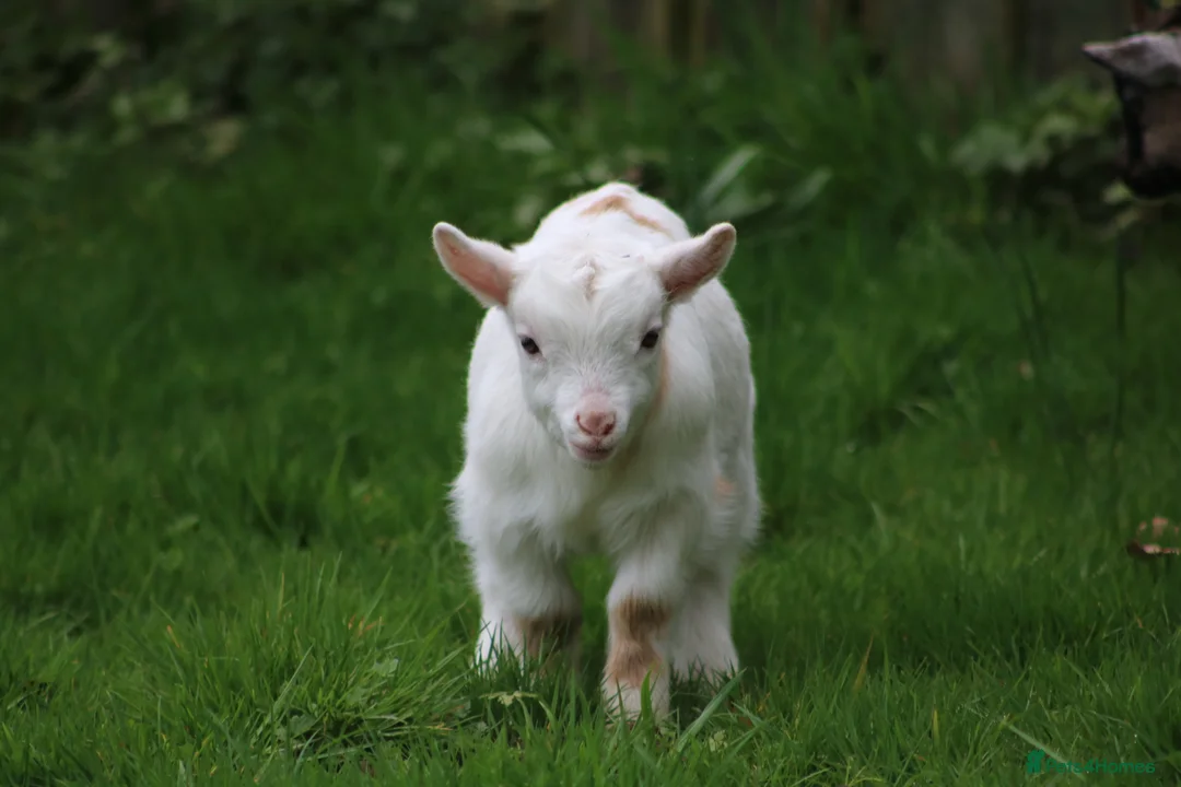 Goats livestock for sale: Pygmy Goat Club registered goats  - Advert 2