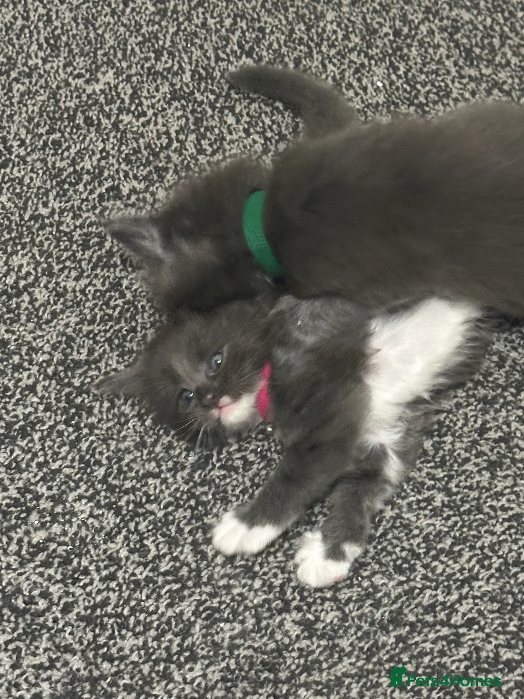 Maine Coon cats for sale: Maine coon kittens  - Advert 2