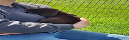 Mixed Breed dogs for sale: Weimaraner X Springer Spaniel (1 Girl Remaining) - Advert 8