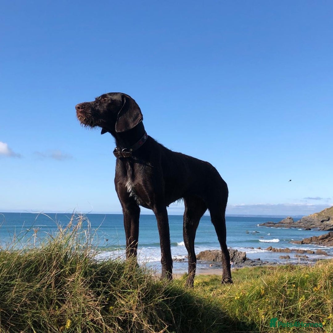 German Wirehaired Pointer dogs for sale: German Wire-haired Pointers of sale - Image 38