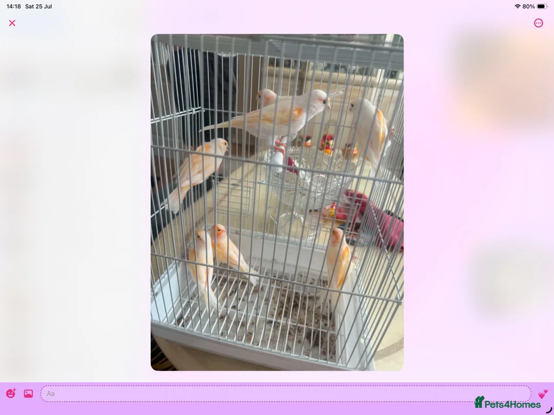 Canaries birds for sale: Mix Canaries Gloucester’s dimorphic ect - Advert 4