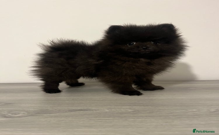 Pomeranian dogs Pomeranian puppy last black boy  - Advert 8