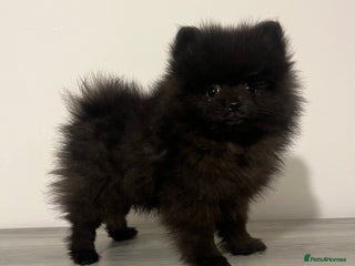 Pomeranian dogs Pomeranian puppy last black boy - Advert 6