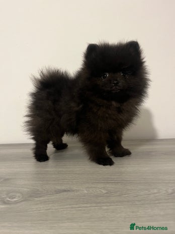 Pomeranian dogs Pomeranian puppy last black boy - Advert 8