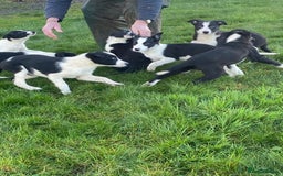 Border Collie dogs for sale: Border collie puppies  - Advert 8