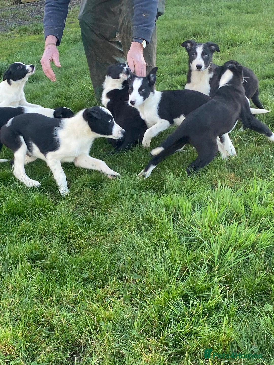 Border Collie dogs for sale: Border collie puppies  - Advert 8