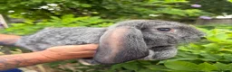 French Lop rabbits for sale: Pedigree French lops - Advert 12