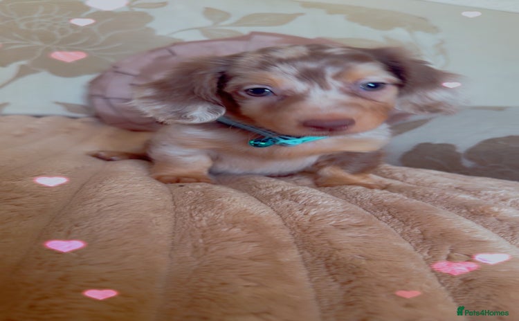 Miniature Dachshund dogs - Advert 12