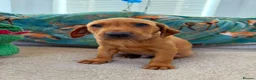 Labrador Retriever dogs for sale: Pedigree Puppies from a Family Home - Advert 8