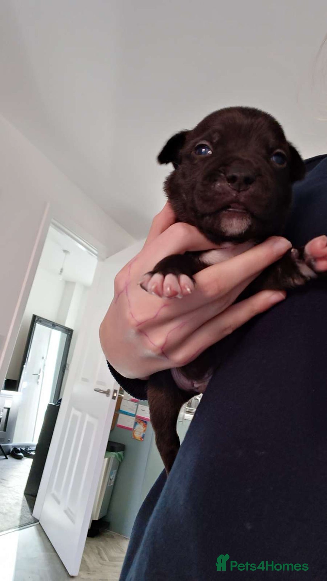 Staffordshire Bull Terrier dogs for sale: STAFFORDSHIRE BULL TERRIOR PUPPIES - Image 19