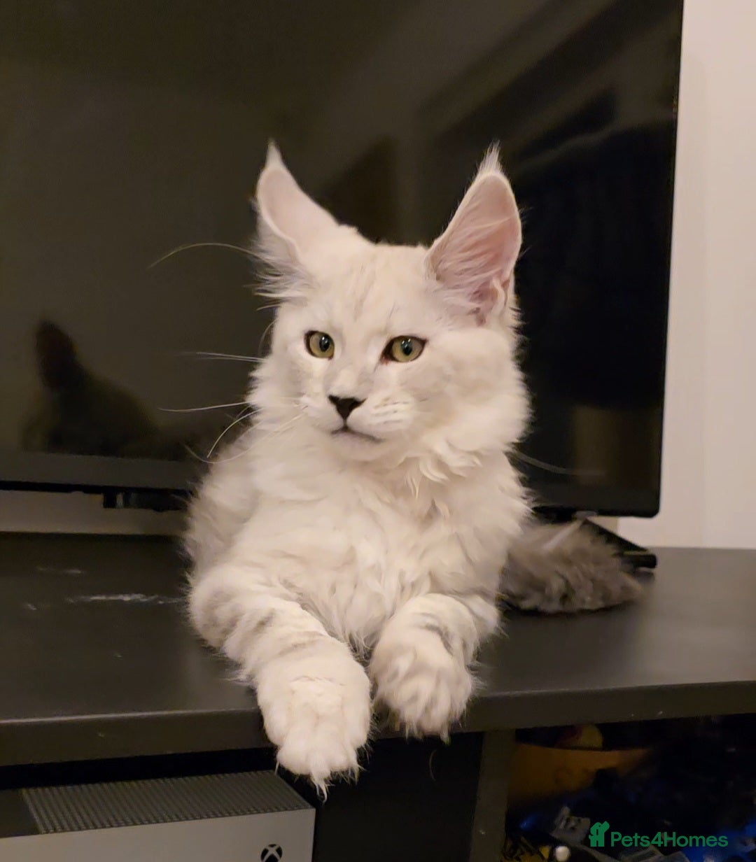 Maine Coon cats for sale: Large Silver Shaded Maine Coon kittens  - Image 3