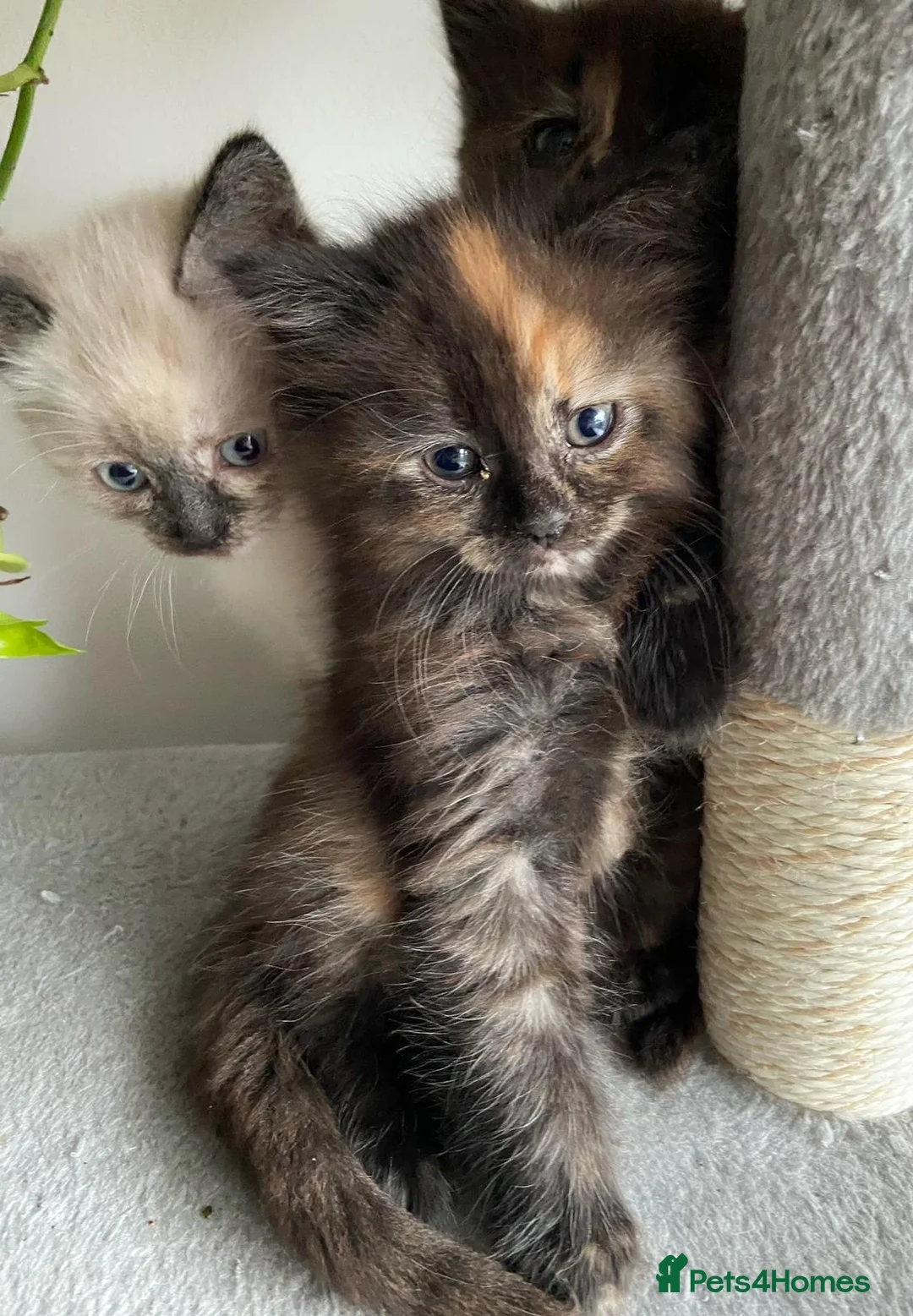 Mixed Breed cats for sale: Half-Ragdoll Kittens for Sale ❤️ - Advert 11