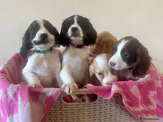 Cocker Spaniel dogs Beautiful cockers ready now - Advert 17
