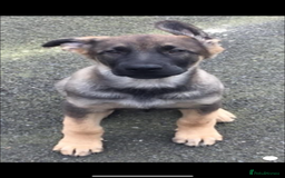 German Shepherd dogs for stud: Stud Dog  - Image 5