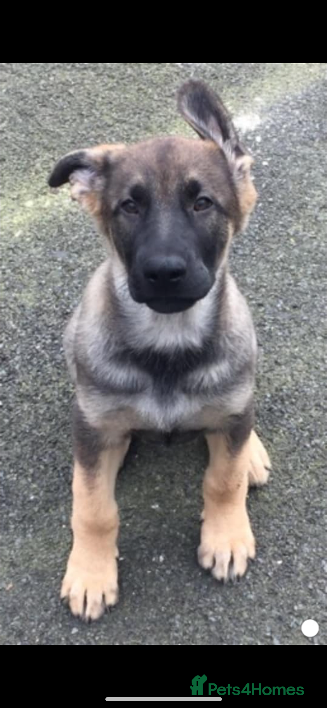 German Shepherd dogs for stud: Stud Dog  - Image 5