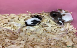 Mouse rodents for sale: Friendly, colourful baby mice  - Image 10
