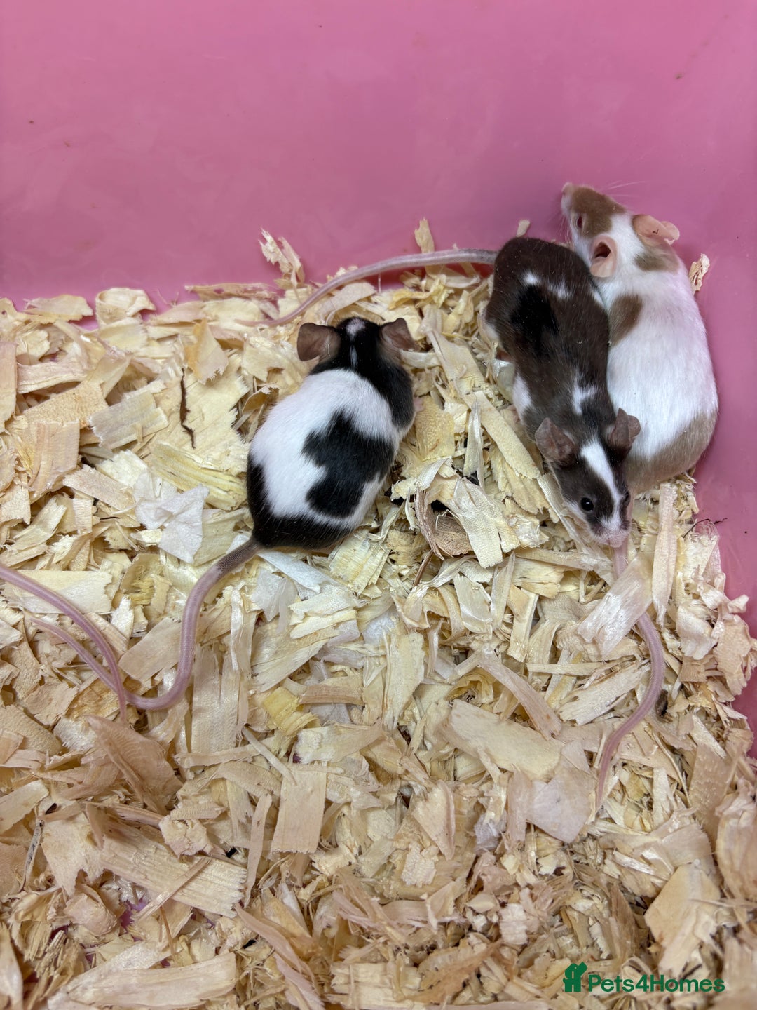 Mouse rodents for sale: Friendly, colourful baby mice  - Image 10