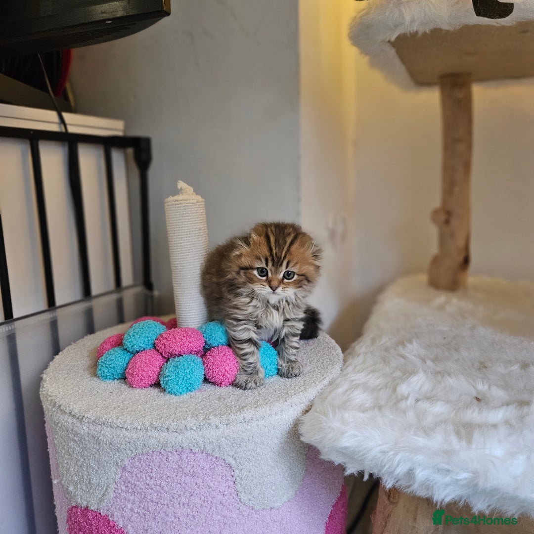 Scottish Fold cats for sale: Reduced💥Scottishfold tica kittens london  - Advert 7