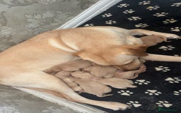 Labrador Retriever dogs for sale: Fox red Labrador - Image 6