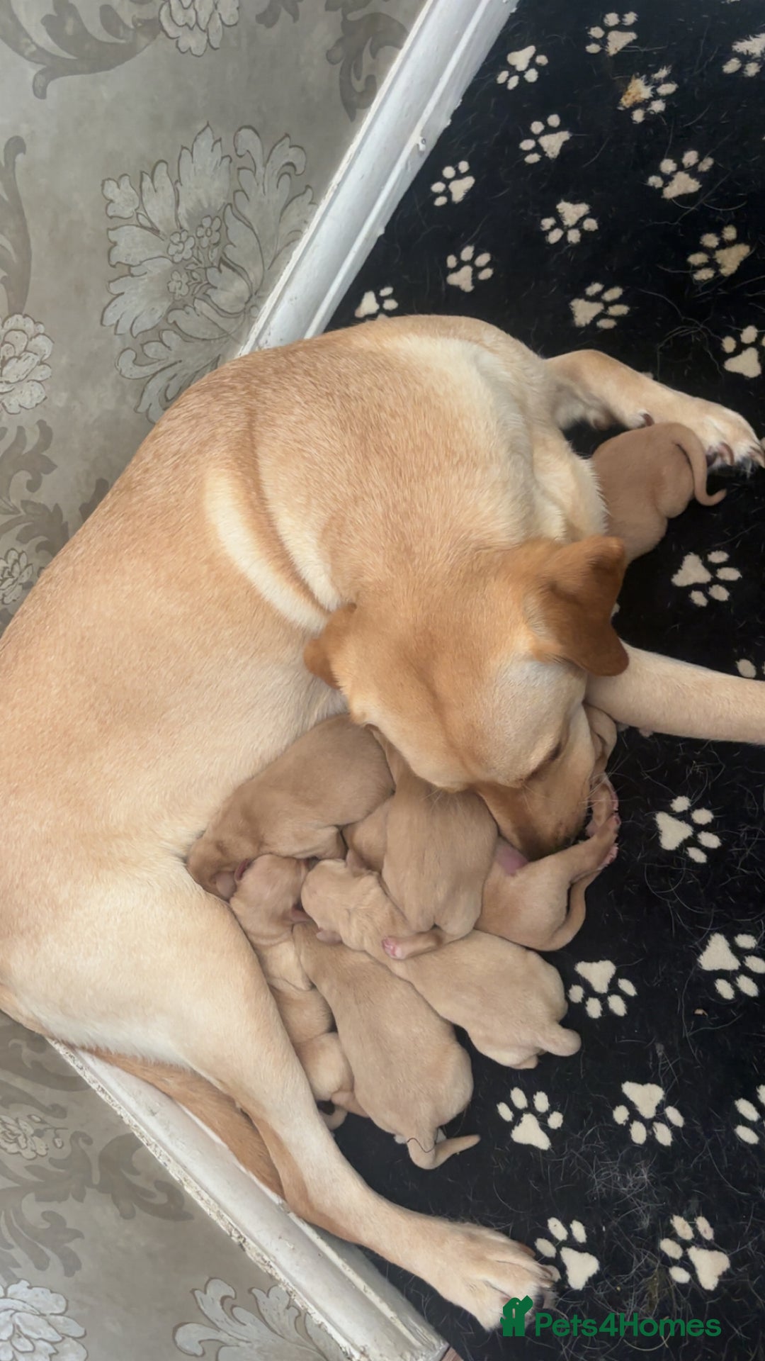 Labrador Retriever dogs for sale: Fox red Labrador - Image 6