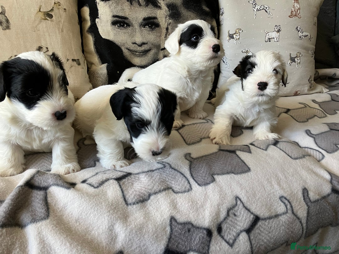 Sealyham Terrier dogs for sale: Quality KC registered Sealyham Terrier pups - Image 2