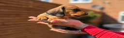 Miniature Dachshund dogs for sale: KC registered Miniature dachshunds red&shaded red - Advert 13